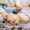 image:imagePuppy Love Gentle Bath amp Grooming Set by Veterinary Formula amp Tweezerman  Tearless Puppy Shampoo with 2in1 Bath Brush amp Large Slicker Brush  Complete Bath Kit for Medium amp Large Dogs amp PuppiesBundle