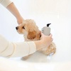 image:imagePuppy Love Gentle Bath amp Grooming Set by Veterinary Formula amp Tweezerman  Tearless Puppy Shampoo with 2in1 Bath Brush amp Large Slicker Brush  Complete Bath Kit for Medium amp Large Dogs amp PuppiesBundle