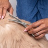 image:imageTweezerman 7 Pet Grooming ShearsSafety Round Tips for Dogs amp Cats7 Shears