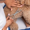image:imageTweezerman 7 Pet Grooming ShearsSafety Round Tips for Dogs amp Cats7 Shears