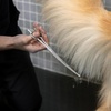 image:imageTweezerman 7 Pet Grooming ShearsSafety Round Tips for Dogs amp Cats9 Shears