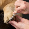 image:imageTweezerman 7 Pet Grooming ShearsSafety Round Tips for Dogs amp CatsScissors
