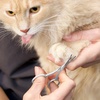 image:imageTweezerman 7 Pet Grooming ShearsSafety Round Tips for Dogs amp CatsScissors