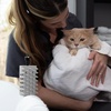 image:imageTweezerman Cat amp Dog Bath Brush  Dispensing Conditioner or Shampoo Brush