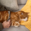 image:imageTweezerman DualSided Detangling CombWide Toothed amp Fine Toothed for Pets