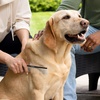image:imageTweezerman DualSided Detangling CombWide Toothed amp Fine Toothed for Pets