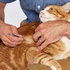 image:imageTweezerman Pet Dog amp Cat Tick Remover Tweezer Kit with Case
