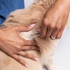 image:imageTweezerman Pet Tick Removal Tweezer Tick Removal Tool for Dogs and Cats