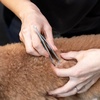 image:imageTweezerman Pet Tick Removal Tweezer Tick Removal Tool for Dogs and Cats