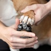 image:imageTweezerman Small Nail Clippers for Pets  Manual Professional Nail TrimmerSmall