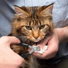 image:imageTweezerman XSmall Nail Clippers for Pets Manual Professional Nail Trimmer